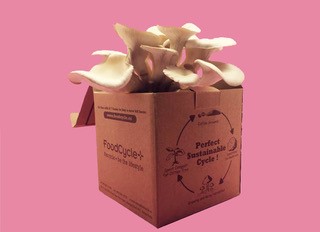 FoodCycle+ 菇包